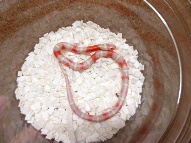 ネルソンミルクスネーク(7)