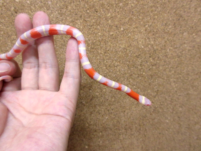 ネルソンミルクスネーク(8)