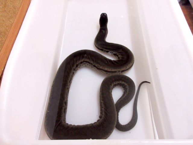 ジャワヤスリヘビ(7)