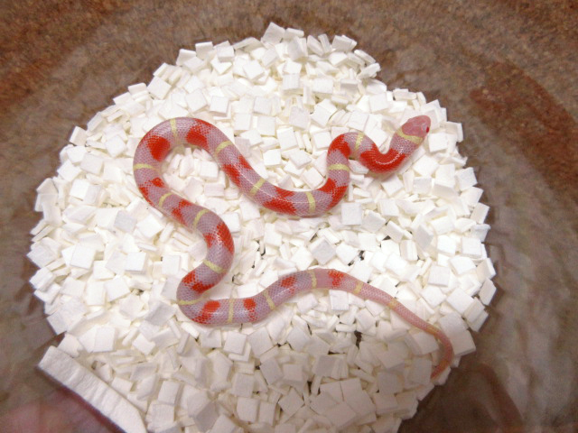 ネルソンミルクスネーク