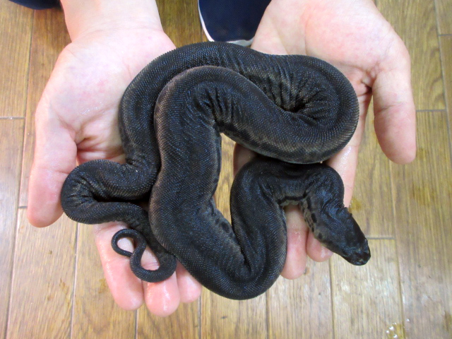 ジャワヤスリヘビ(8)