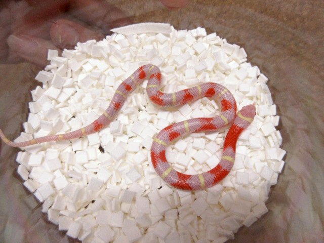 ネルソンミルクスネーク(3)