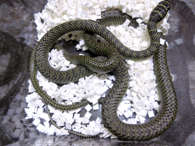 ゴールデントビヘビ(1)