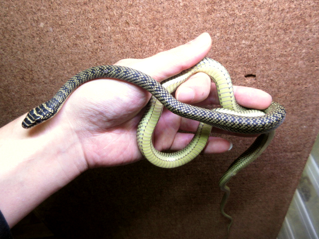 ゴールデントビヘビ(2)