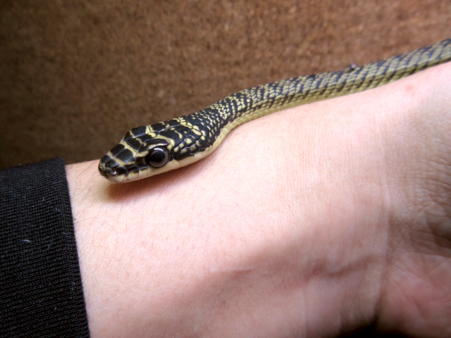 ゴールデントビヘビ(3)