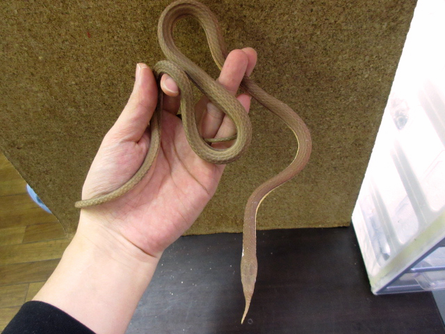 テングキノボリヘビ