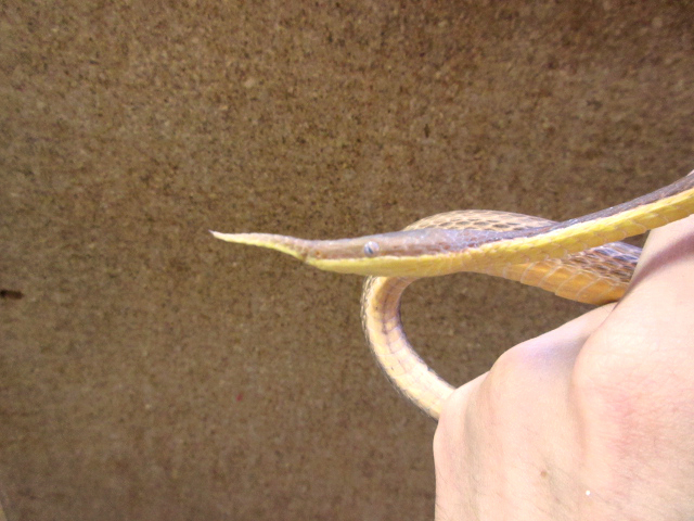 テングキノボリヘビ(2)