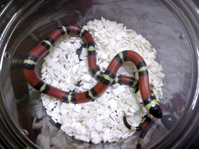 コナントミルクスネーク(4)