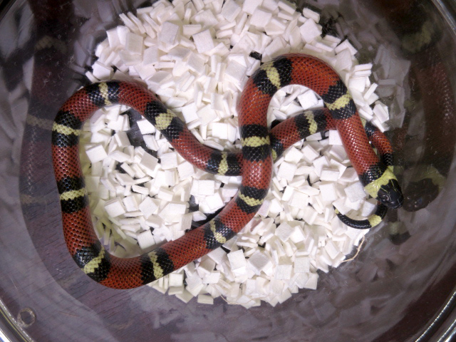 コナントミルクスネーク(3)