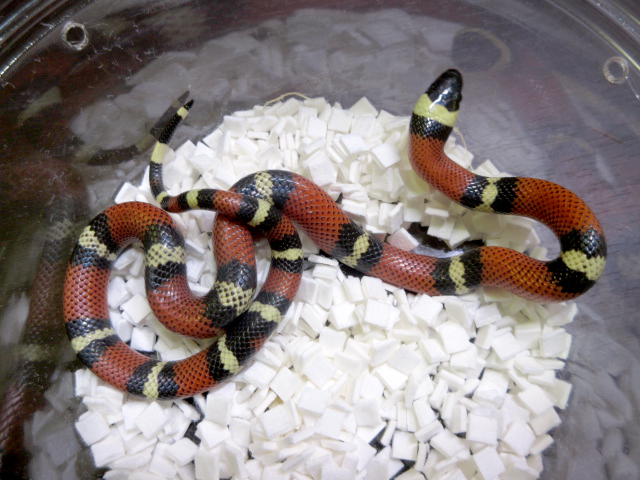 コナントミルクスネーク(1)