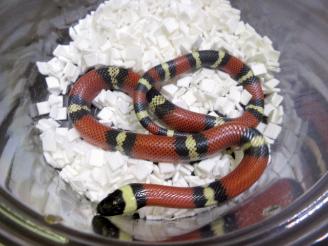 コナントミルクスネーク(2)