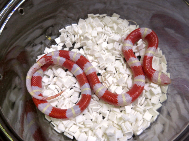 ネルソンミルクスネーク(9)