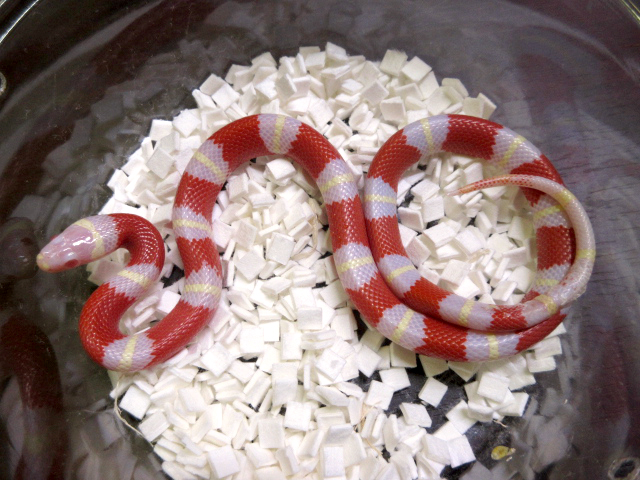 ネルソンミルクスネーク(10)