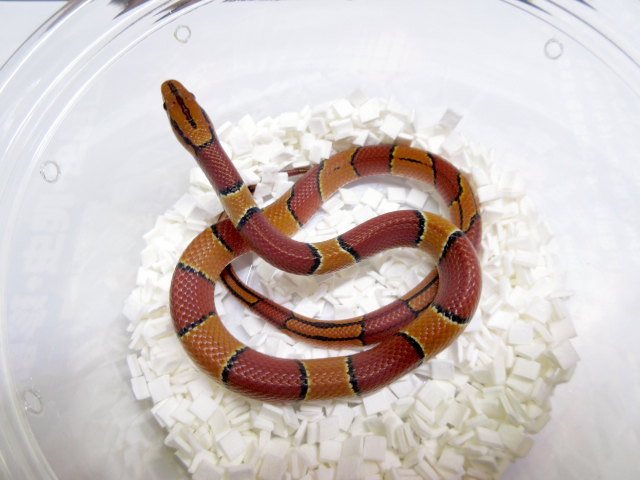 マレーベニナメラ(3)