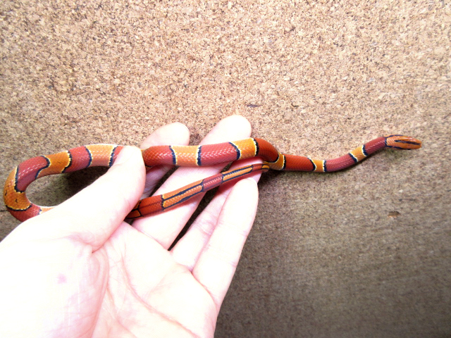 マレーベニナメラ(4)