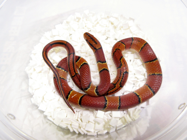 マレーベニナメラ(1)