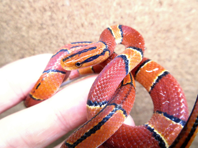 マレーベニナメラ(2)