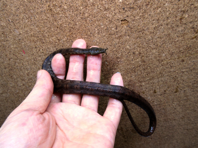 ヒゲミズヘビ(10)