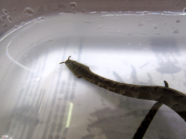 ヒゲミズヘビ(11)