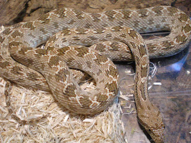 クリフォードカンムリヘビ(2)