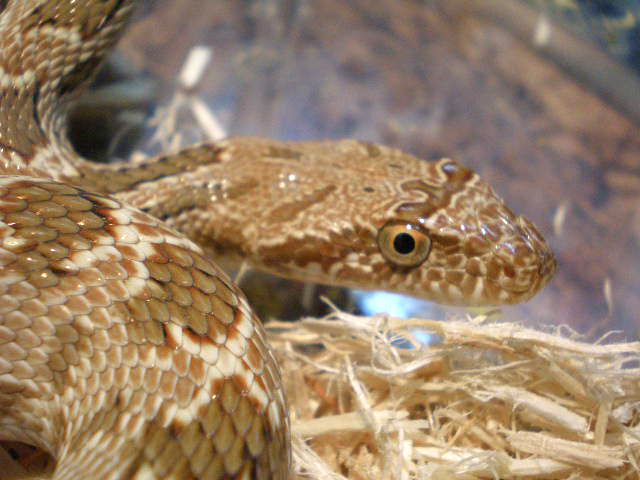 クリフォードカンムリヘビ(3)