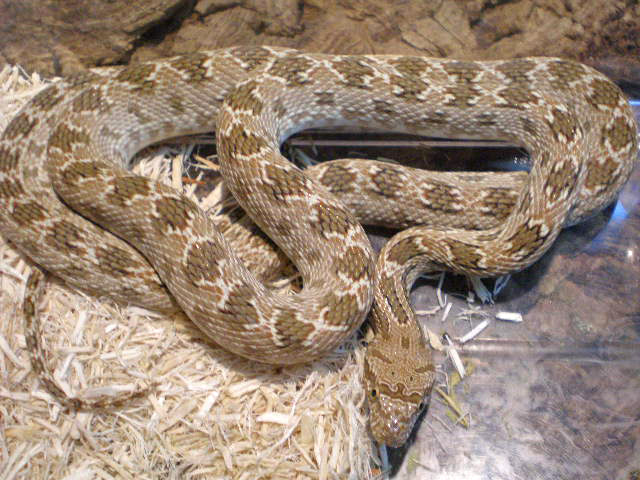 クリフォードカンムリヘビ