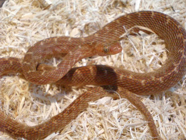 ガラガラヘビ様 ヒョウ柄のガラガラヘビ」が米・アリゾナで発見される。“前例