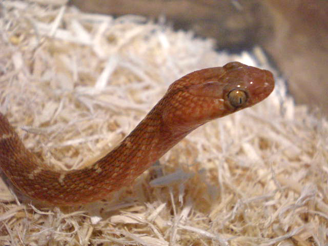 カワリシノビヘビ(2)