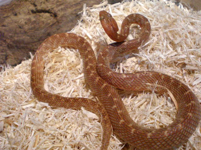 カワリシノビヘビ(3)