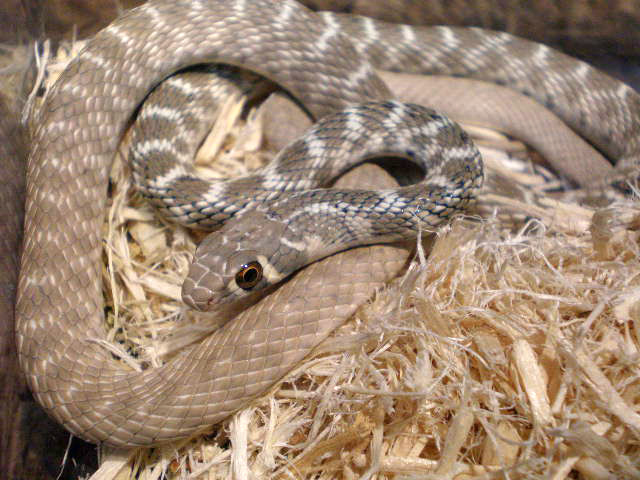 ルホドラキスレーサー(1)