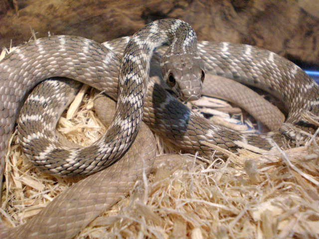 ルホドラキスレーサー(2)