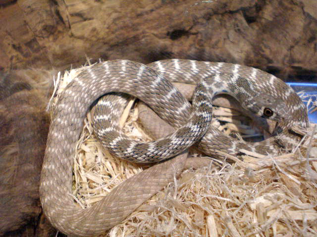 ルホドラキスレーサー(3)