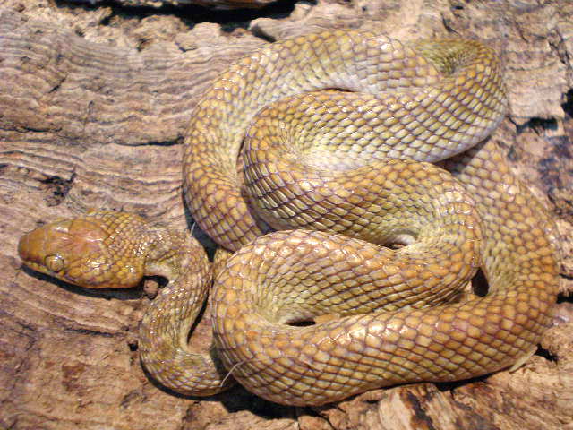 カワリシノビヘビ(4)