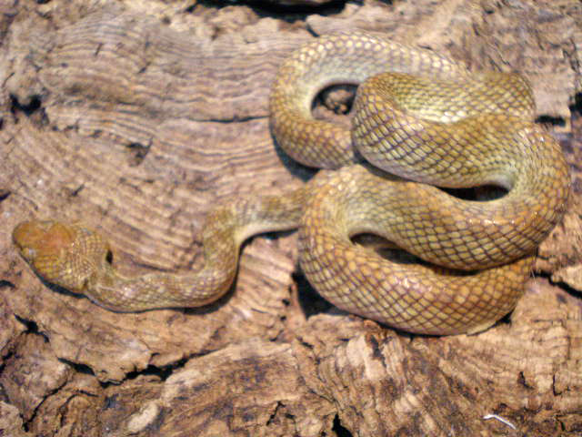 カワリシノビヘビ(5)