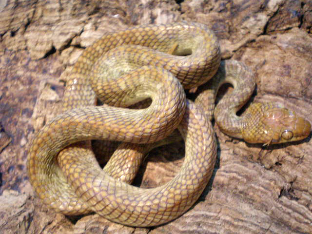 カワリシノビヘビ(6)