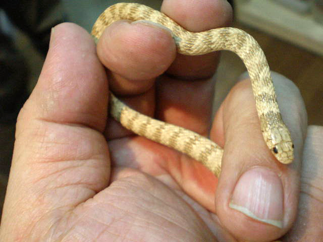 オウカンヒメレーサー(2)