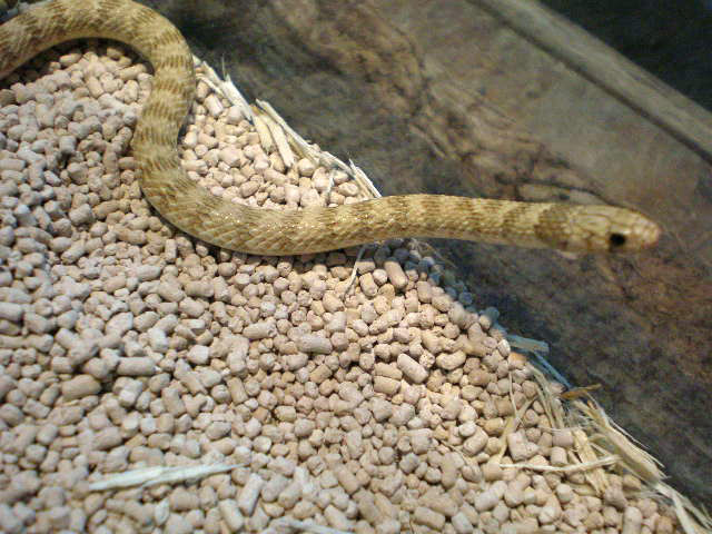 オウカンヒメレーサー(1)