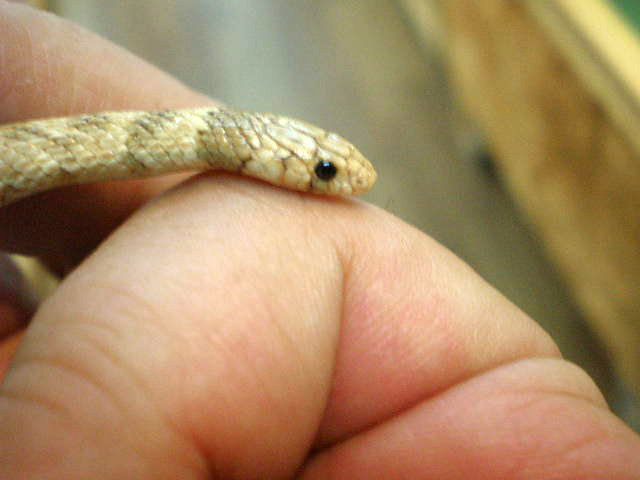 オウカンヒメレーサー(3)