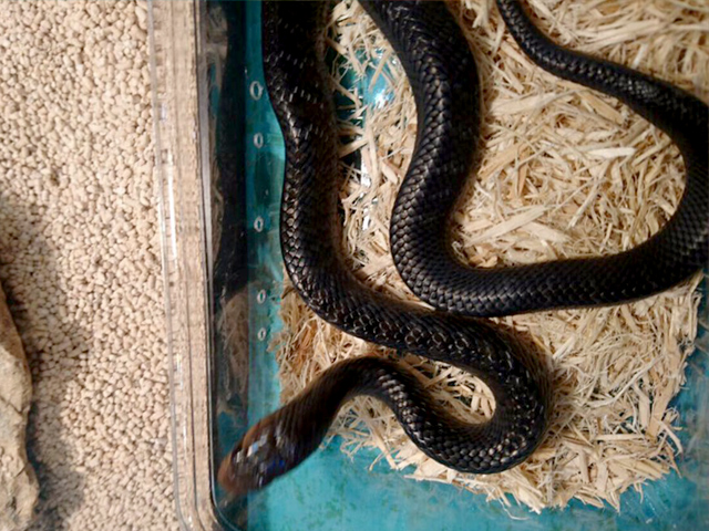 テキサスインディゴスネーク(9)