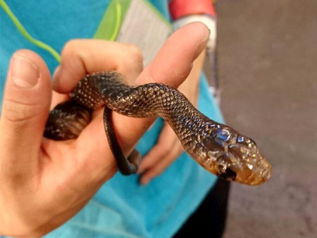 テキサスインディゴスネーク(10)