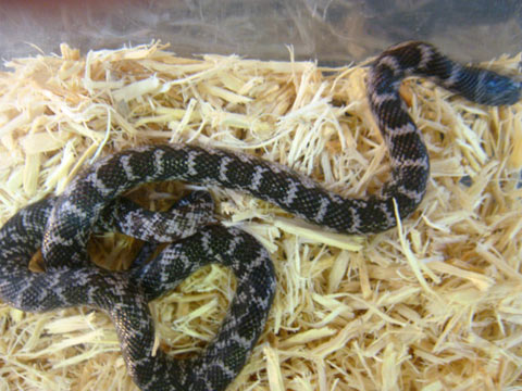 ブルックスキングスネーク(6)