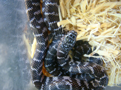 ブルックスキングスネーク(5)