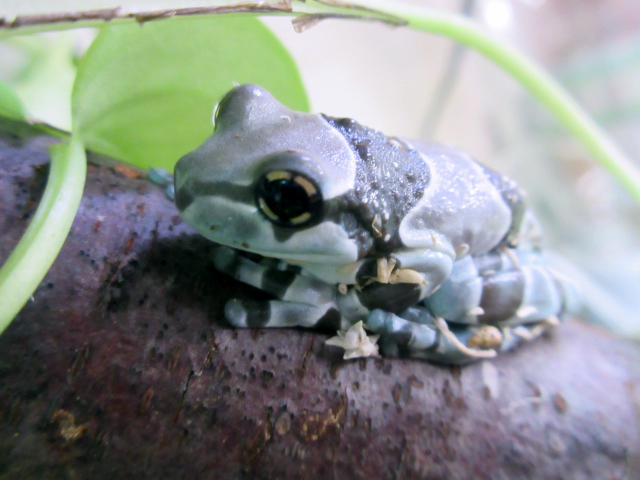 ミルキーフロッグ(6)