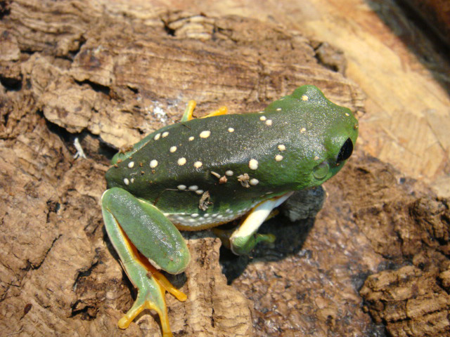 メキシコフトアマガエル(7)