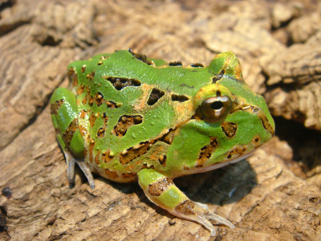 カーティンガツノガエル(9)