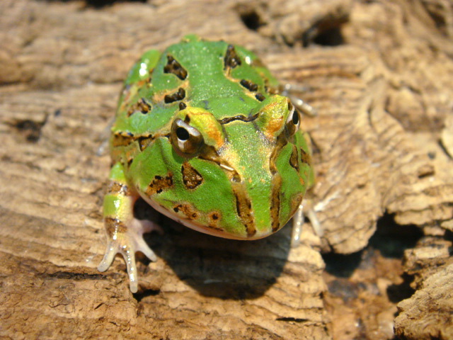 カーティンガツノガエル(10)