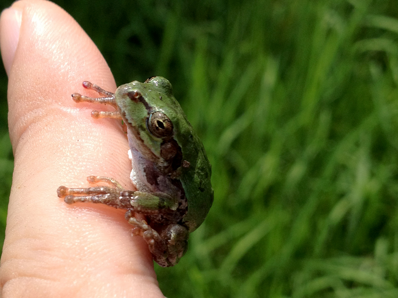 ニホンアマガエル(2)