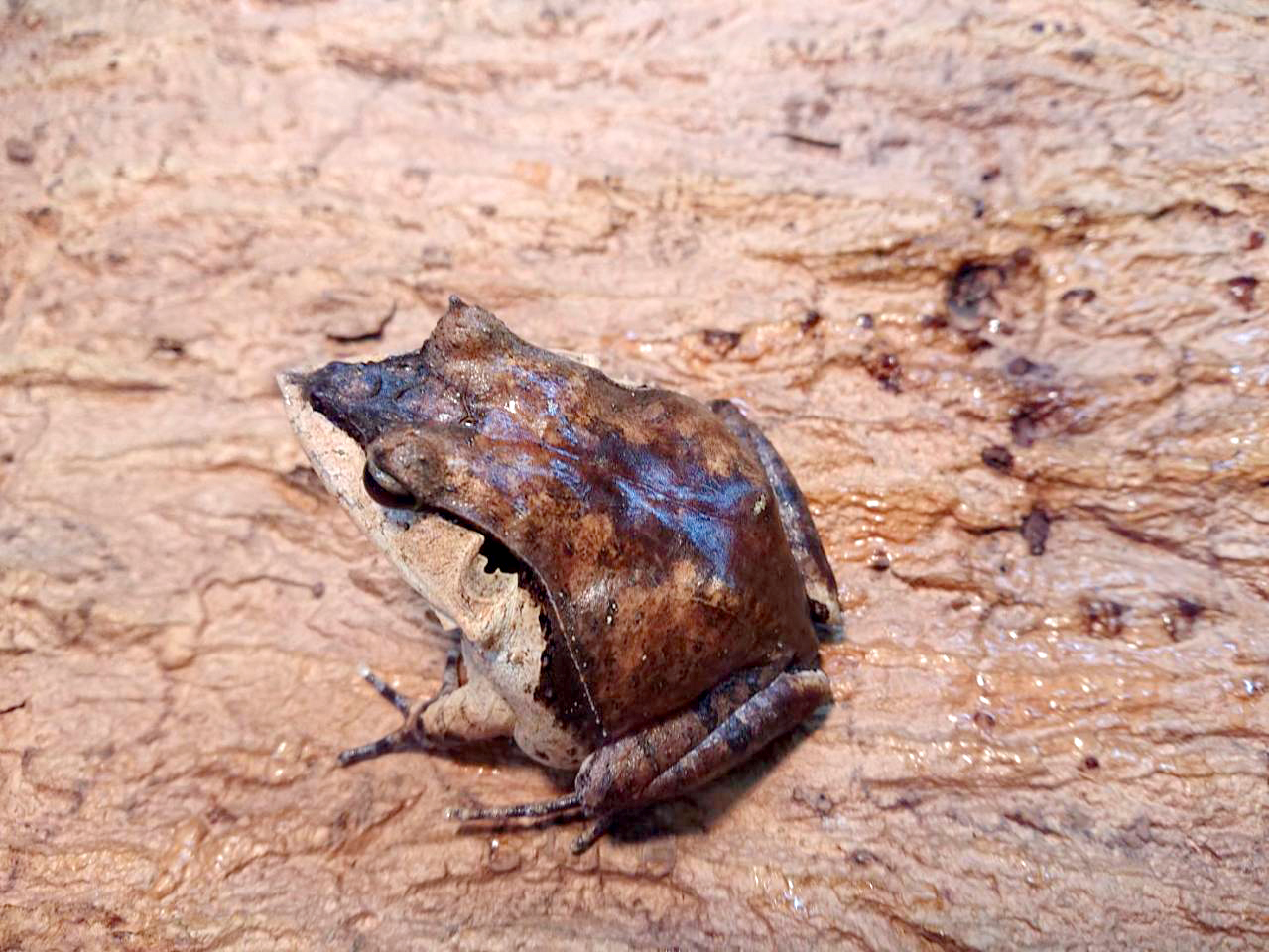 ハナトガリガエル(2)