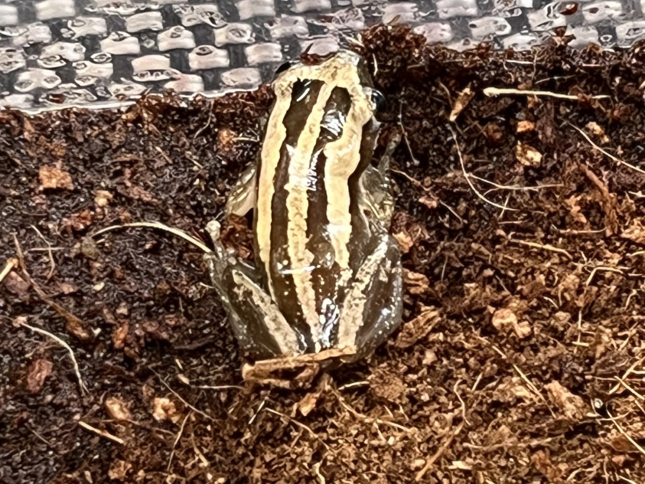 ミスジバナナガエル(3)