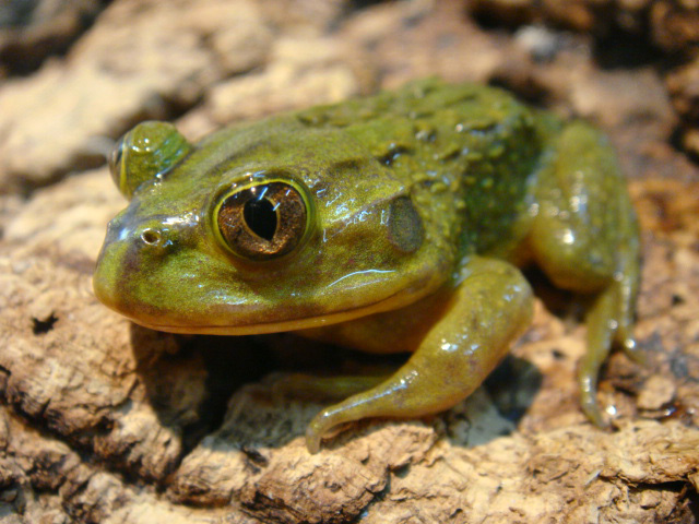 ヘルメットガエル(4)